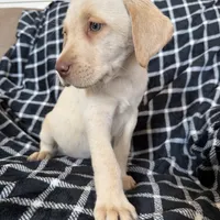 Blue, a male Labrador Retriever for sale in Harlem, GA – Photo 2 of 3