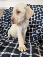 Blue, a male Labrador Retriever for sale in Harlem, GA – Photo 2 of 3
