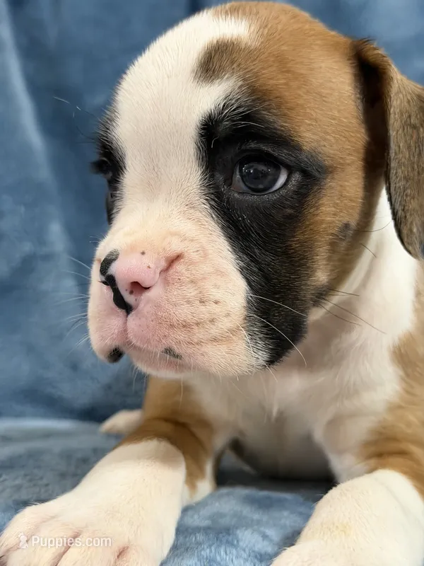 Yellow – Boxer puppy for sale in Harlem, GA