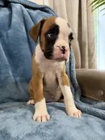 Yellow, a female Boxer for sale in Harlem, GA – 2 of 4