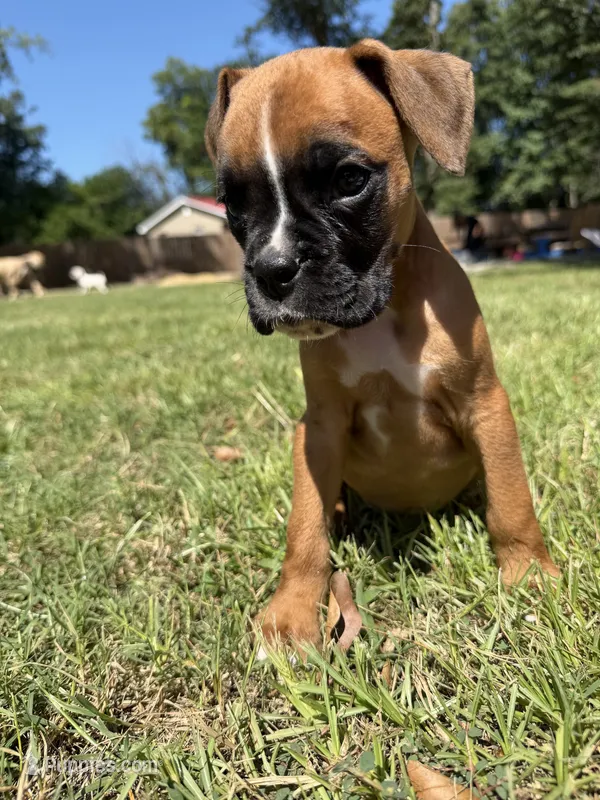Yellow – Boxer puppy for sale in Harlem, GA