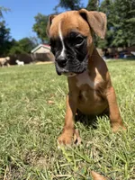 Yellow, a male Boxer for sale in Harlem, GA – 1 of 3