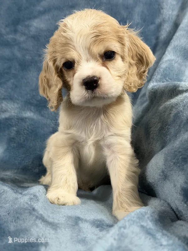 Red – Cocker Spaniel puppy for sale in Harlem, GA