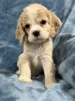 Red, a male Cocker Spaniel for sale in Harlem, GA – 4 of 4