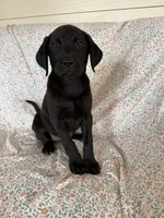 Trixie, a female Labrador Retriever for sale in Harlem, GA – Photo 5 of 5