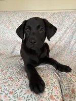 Trixie, a female Labrador Retriever for sale in Harlem, GA – Photo 1 of 5