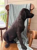 Trixie, a female Labrador Retriever for sale in Harlem, GA – Photo 2 of 5