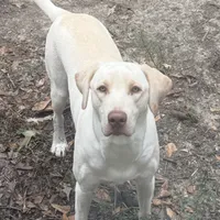 Trixie, a female Labrador Retriever for sale in Harlem, GA – Photo 4 of 5