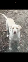 Trixie, a female Labrador Retriever for sale in Harlem, GA – Photo 3 of 5