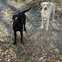 Trixie, a female Labrador Retriever for sale in Harlem, GA – Photo 5 of 5