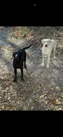 Trixie, a female Labrador Retriever for sale in Harlem, GA – Photo 4 of 5