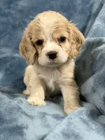 Red, a male Cocker Spaniel for sale in Harlem, GA – 2 of 4