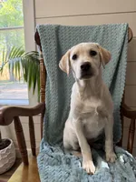 Bella, a female Labrador Retriever for sale in Harlem, GA – Photo 2 of 5