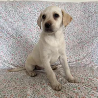 Bella, a female Labrador Retriever for sale in Harlem, GA – Photo 4 of 5
