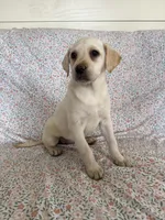 Bella, a female Labrador Retriever for sale in Harlem, GA – Photo 1 of 3