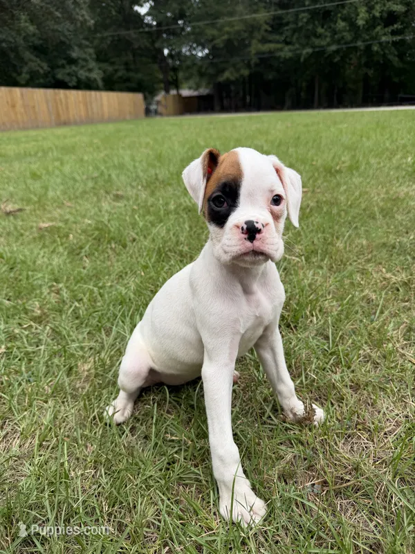 Spot girl  – Boxer puppy for sale in Harlem, GA