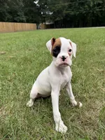 Spot girl , a female Boxer for sale in Harlem, GA – 1 of 3