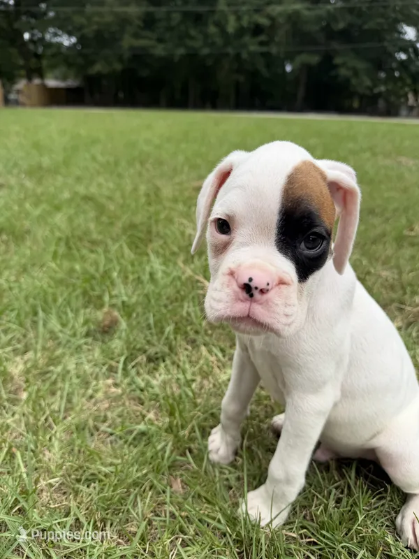 Spot boy – Boxer puppy for sale in Harlem, GA