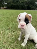 Spot boy, a male Boxer for sale in Harlem, GA – 1 of 3