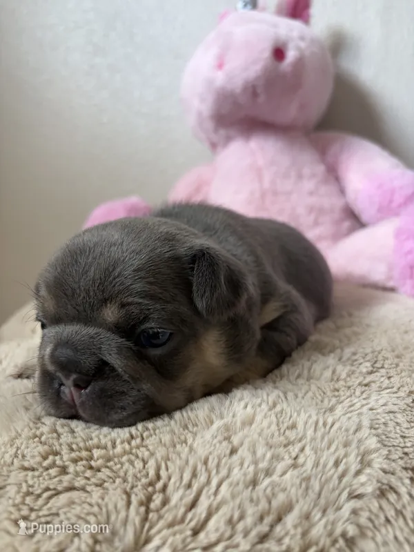 Mali – French Bulldog puppy for sale in Houston, TX