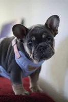 Malii, a female French Bulldog for sale in Houston, TX – 4 of 9