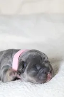 Libya, a female French Bulldog for sale in Houston, TX – 5 of 7