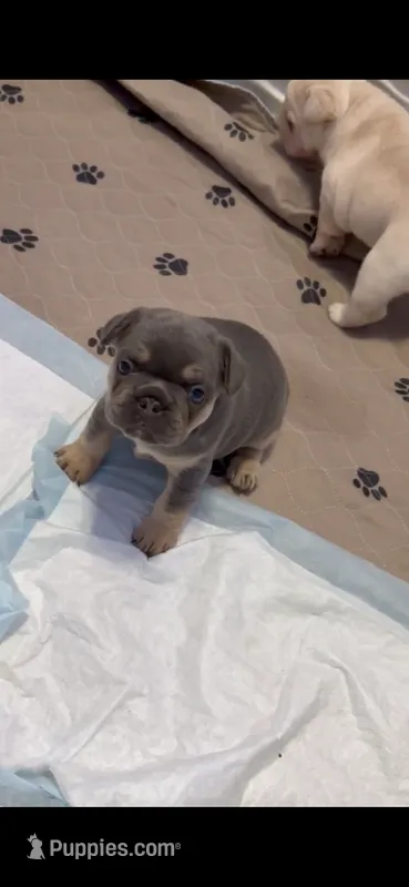 Mali – French Bulldog puppy for sale in Houston, TX