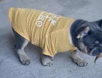 Malii, a female French Bulldog for sale in Houston, TX – 9 of 9