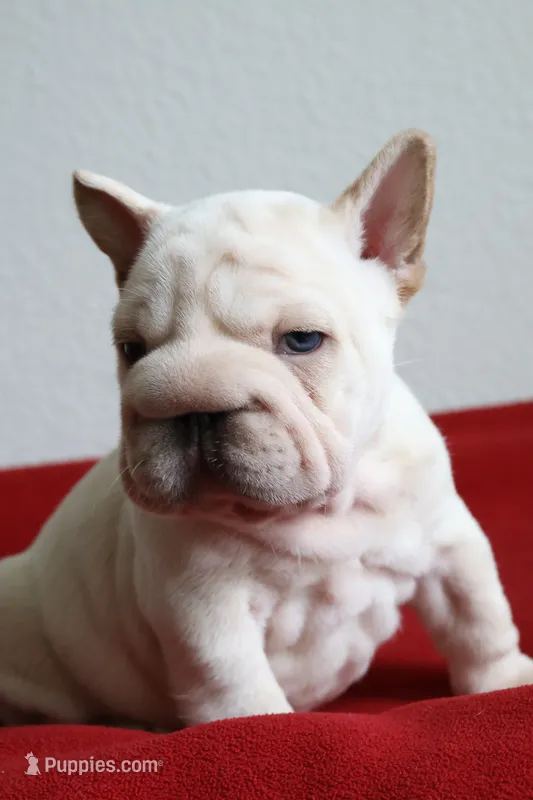 Morocco – French Bulldog puppy for sale in Houston, TX