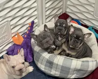 Malii, a female French Bulldog for sale in Houston, TX – 3 of 9