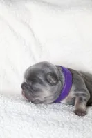 Mali, a female French Bulldog for sale in Houston, TX – 5 of 7