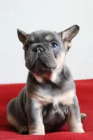 Mali, a female French Bulldog for sale in Houston, TX – 8 of 10