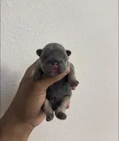 Libya, a female French Bulldog for sale in Houston, TX – 2 of 7