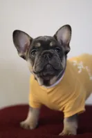 Malii, a female French Bulldog for sale in Houston, TX – 6 of 9