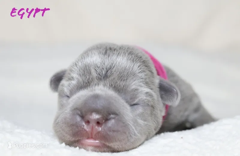 Egypt – French Bulldog puppy for sale in Houston, TX
