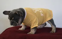 Malii, a female French Bulldog for sale in Houston, TX – 7 of 9