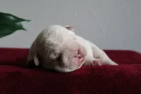 Morocco, a male French Bulldog for sale in Houston, TX – 8 of 9