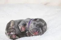 Mali, a female French Bulldog for sale in Houston, TX – 6 of 7