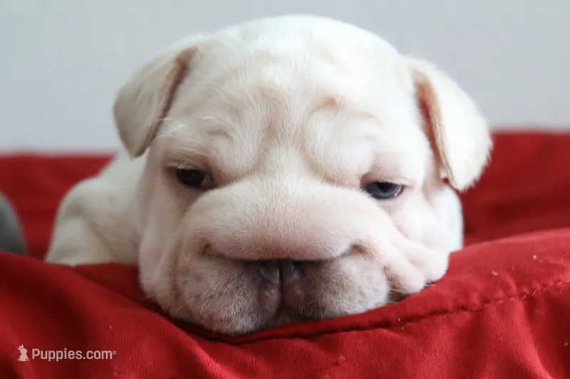 Morocco – French Bulldog puppy for sale in Houston, TX