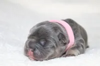 Libya, a female French Bulldog for sale in Houston, TX – 7 of 7