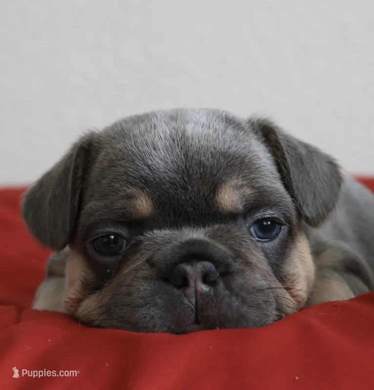 Mali – French Bulldog puppy for sale in Houston, TX