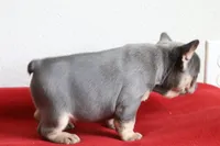 Mali, a female French Bulldog for sale in Houston, TX – 4 of 10