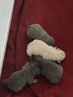 Egypt, a female French Bulldog for sale in Houston, TX – 5 of 8