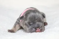 Libya, a female French Bulldog for sale in Houston, TX – 6 of 7
