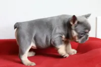Mali, a female French Bulldog for sale in Houston, TX – 3 of 10