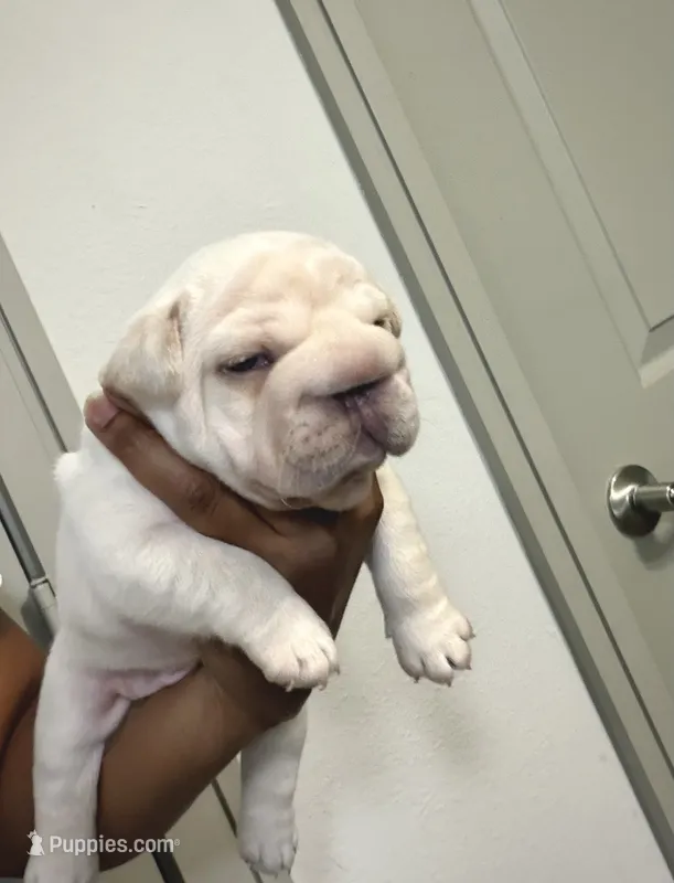 Morocco – French Bulldog puppy for sale in Houston, TX