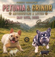 Libya, a female French Bulldog for sale in Houston, TX – 3 of 7