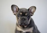 Malii, a female French Bulldog for sale in Houston, TX – 8 of 9