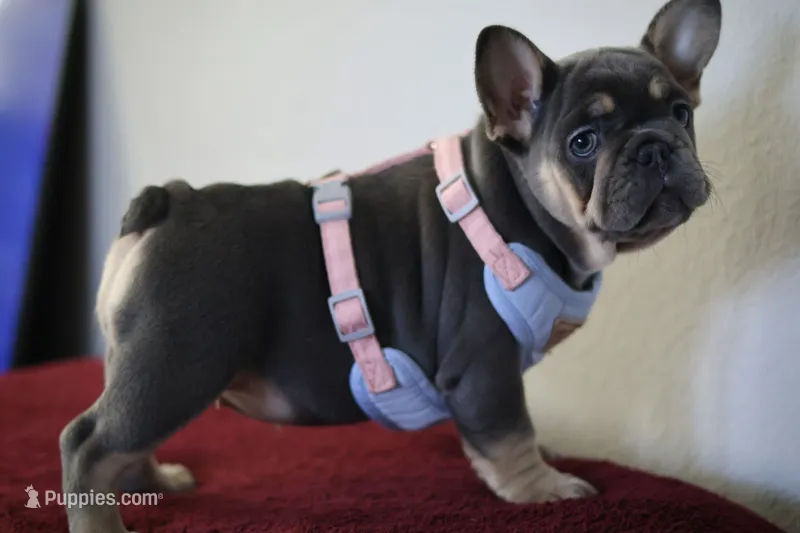 Malii – French Bulldog puppy for sale in Houston, TX