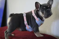 Malii, a female French Bulldog for sale in Houston, TX – 1 of 9